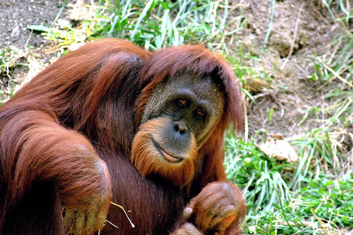 Sumatra-Orang-Utan - Unsere frechen Freunde brauchen Hilfe im Dschungel