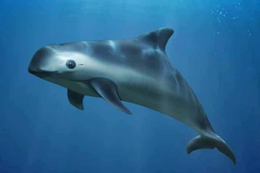 Vaquita - Die kleinen Wale brauchen unsere Hilfe